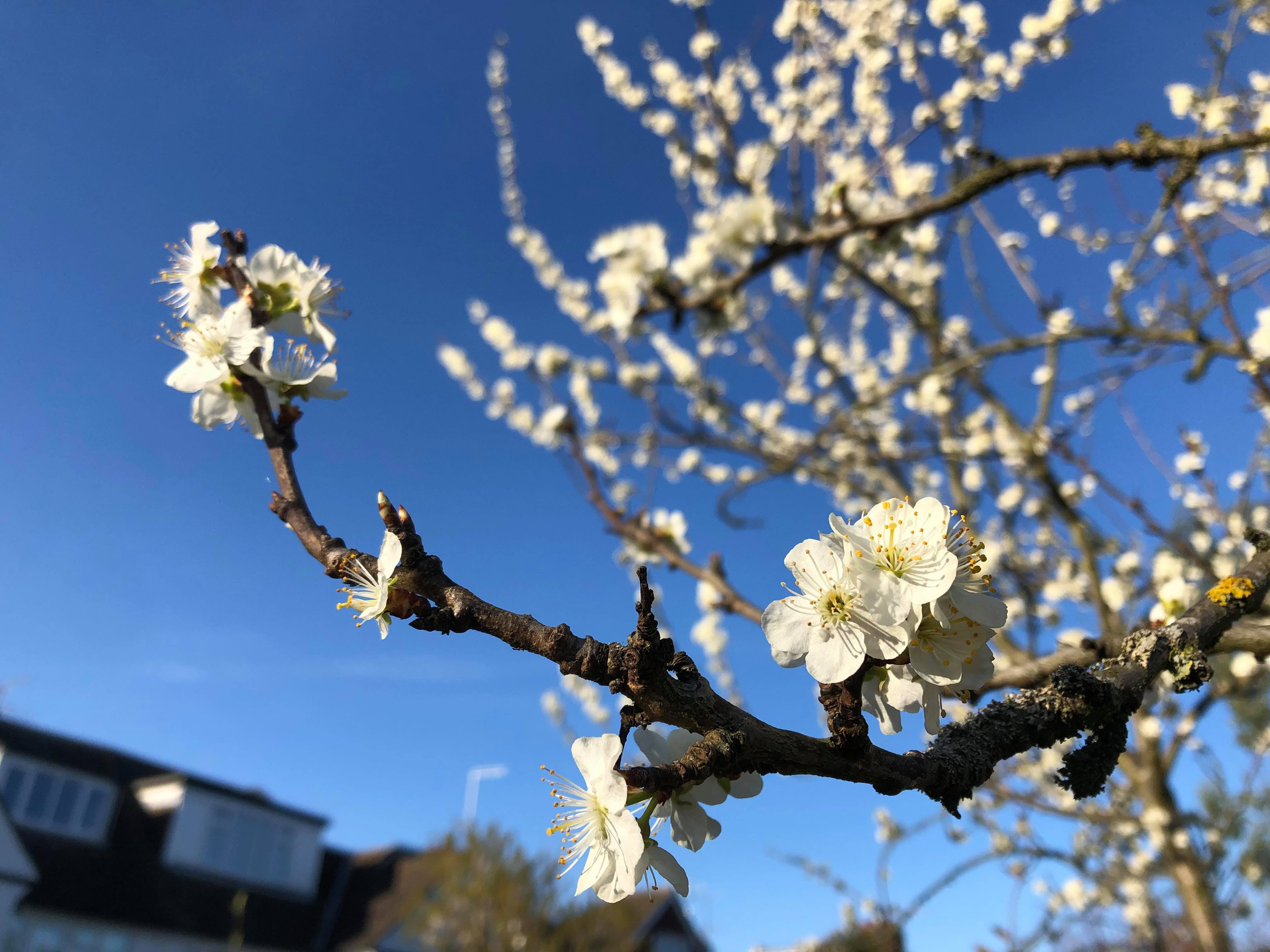 Blooming tree